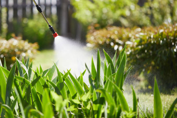 24/7 Emergency Termite Control experts in Vail, AZ